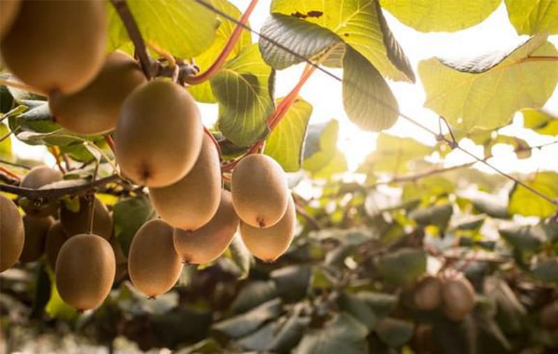 images/1741576906761kiwi  fruits.jpg